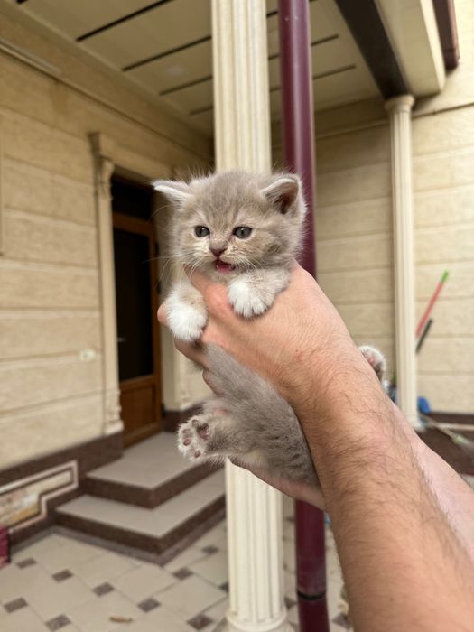 Scottish straight kittens (Шотландские котята)