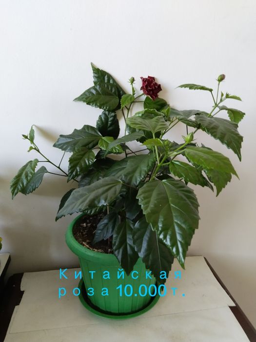 Комнатные цветы , растения