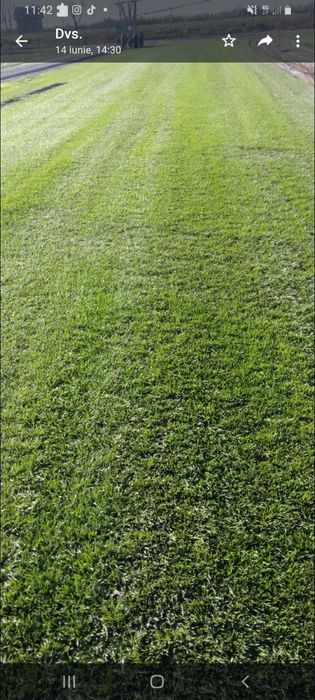 Gazon rulou calitatea 1