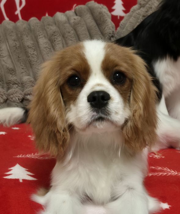 Cavalier king charles
