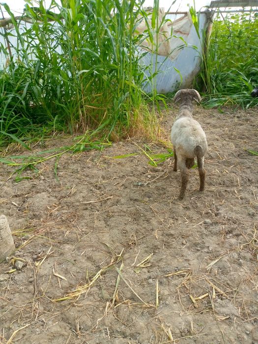 Кукор сотилади уйни моли