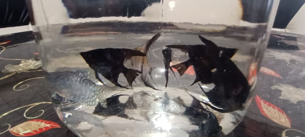 Продам рыбок скалярии