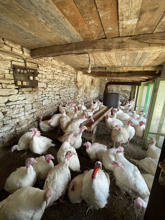 Продавам пуйки 10лв	/кг