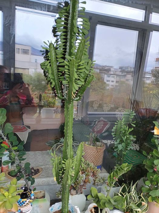 Продавам  стайно растение кактус  Еуфорбия  тригона