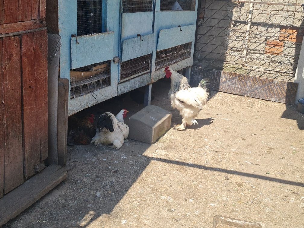 Vând cocoși gaini ,gaini brahma !