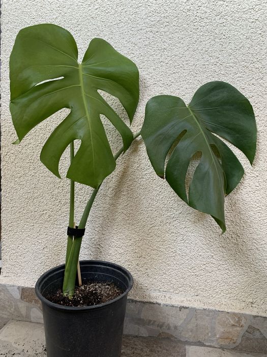 Монстера Делисиоза (Monstera Deliciosa)