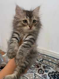 Сибирский котенок 2,5 месяца