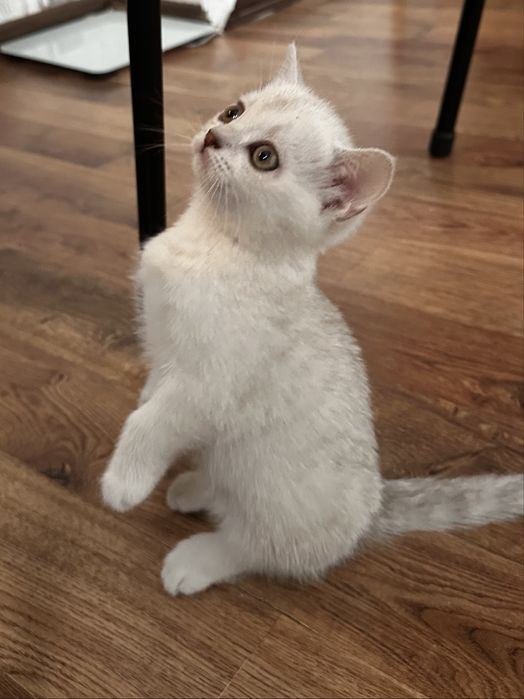 скотиш страйт кошка