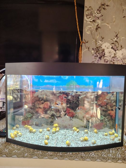 Avalniy akvarium 40Litr komplekt