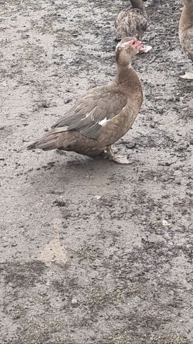 Pereche rate lesesti ciocolatii