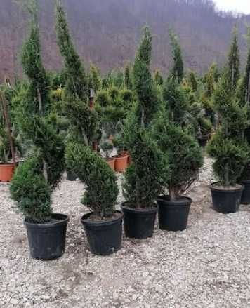 Tuia Smarald , Leilandy Plante Ornamentale