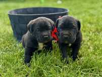Кане корсо чистокръвни бебета cane corso italiano