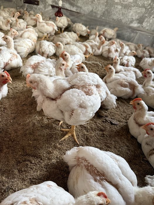 Бройлердын еты бар сойылган тазаланган