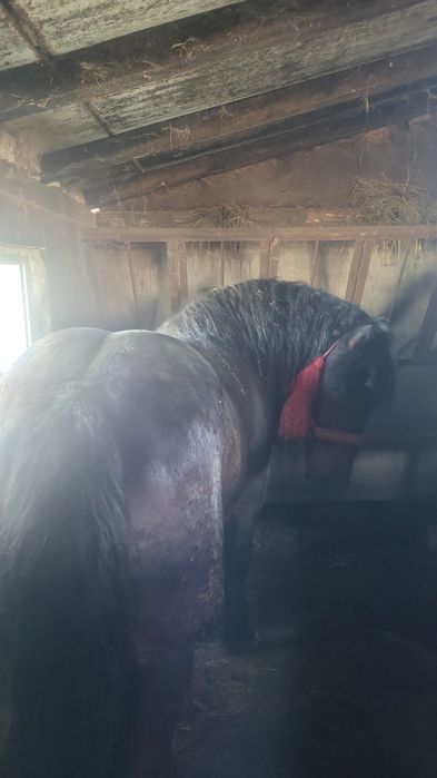 Vând armăsarl de 3 ani și 2 luni