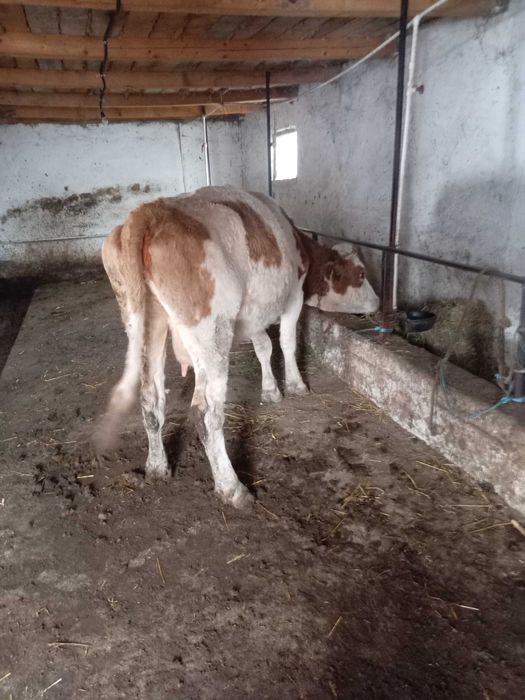 Junca baltata românească cu vitea