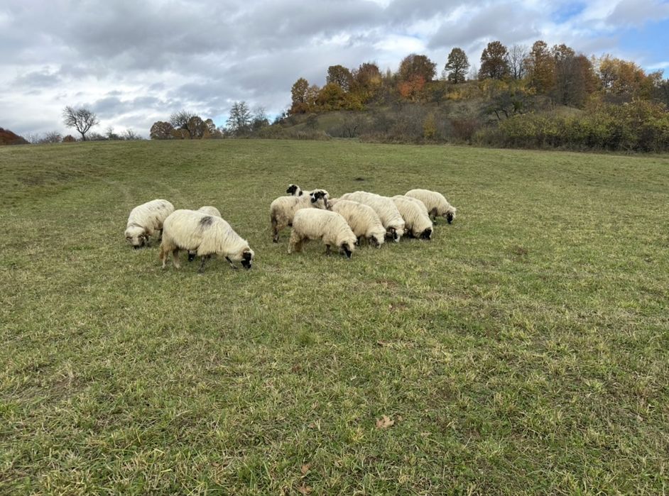 Vand oi breze tinere