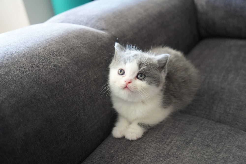 Британска късокосместа