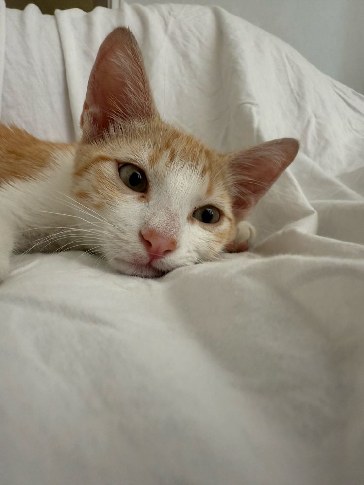 Подарявам мъжко коте