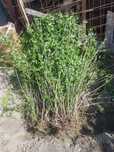 Vindem plante de Lemn cainesc