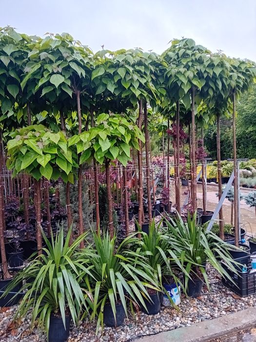 Vând catalpa globulară diferite dimensiuni