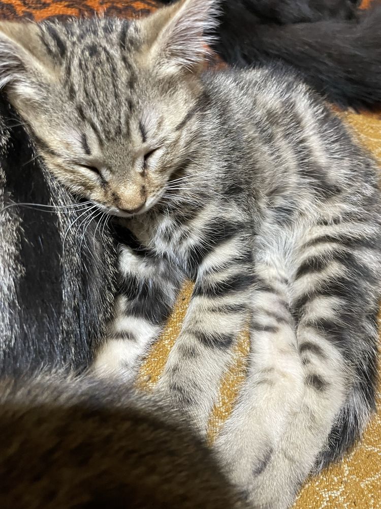 Отдам котят в добрые руки