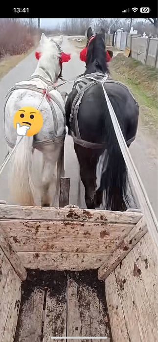 De vanzare iepe cuminti