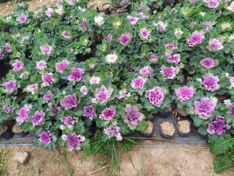 Karomgul mavsumiy gul