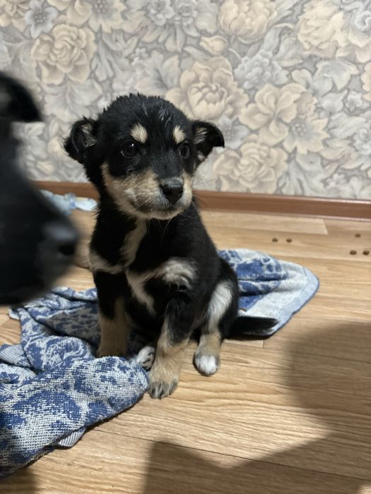 Щенята, оказавшиеся ненужными