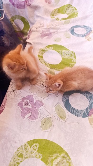Котята бесплатно