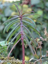 Planta anti cartita Euphorbia lathyris , sa scapam ecologic de cartita