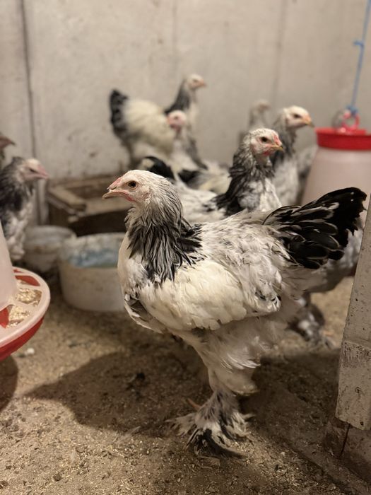 Brahma Herminat deschis