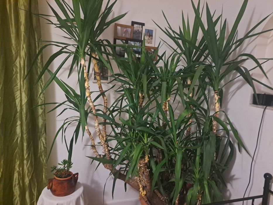 Flori interior yucca