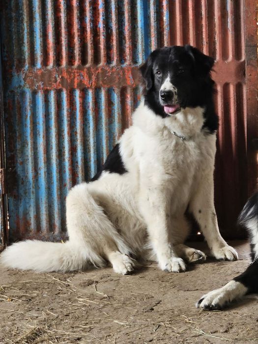 Българско овчарско куче (БОК)