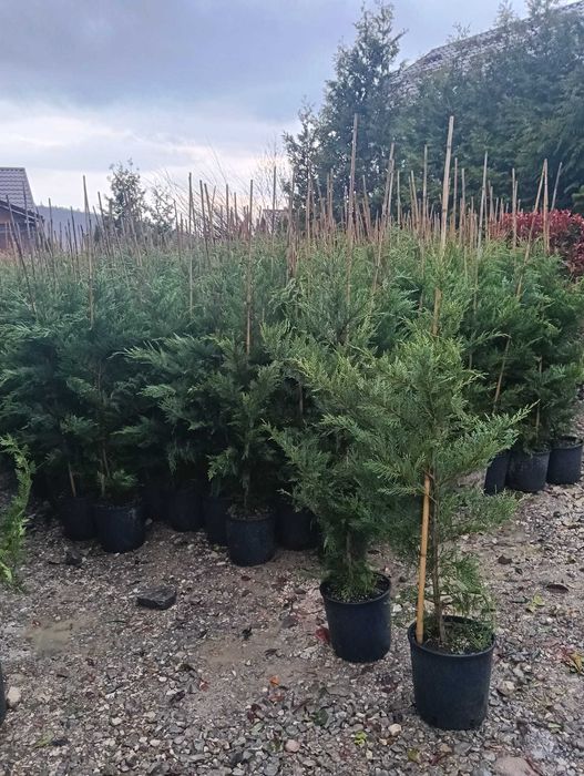 Transport Național și Plantare | Tuia, Tei, Frasini Ornamentali
