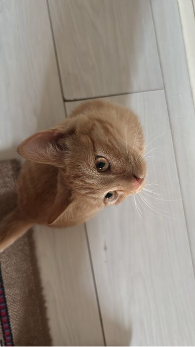 Продаётся котёнок мальчик
