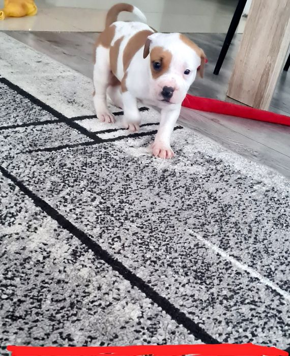 American Staffordshire Terrier