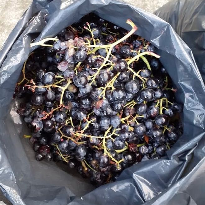 Vand struguri soi de masa