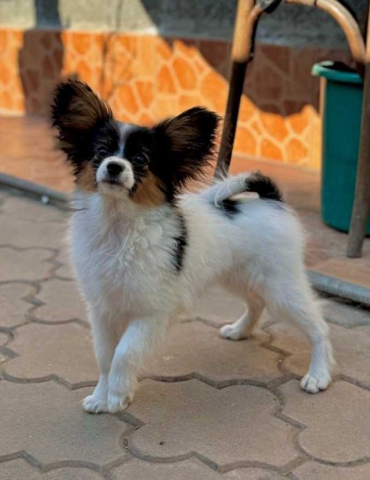 Papillon cățeluș mascul