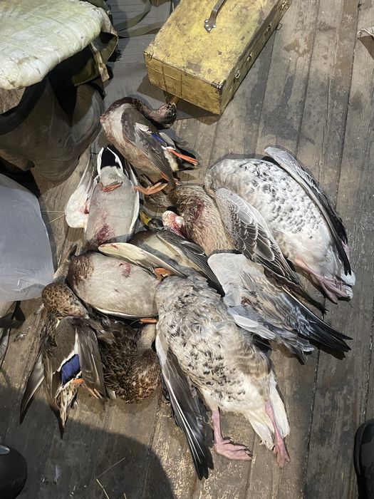 утки дикие свежие