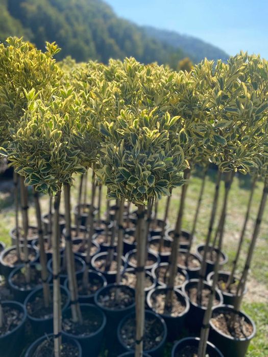 Plante ornamentale ce aduc prospețime și energie pozitivă