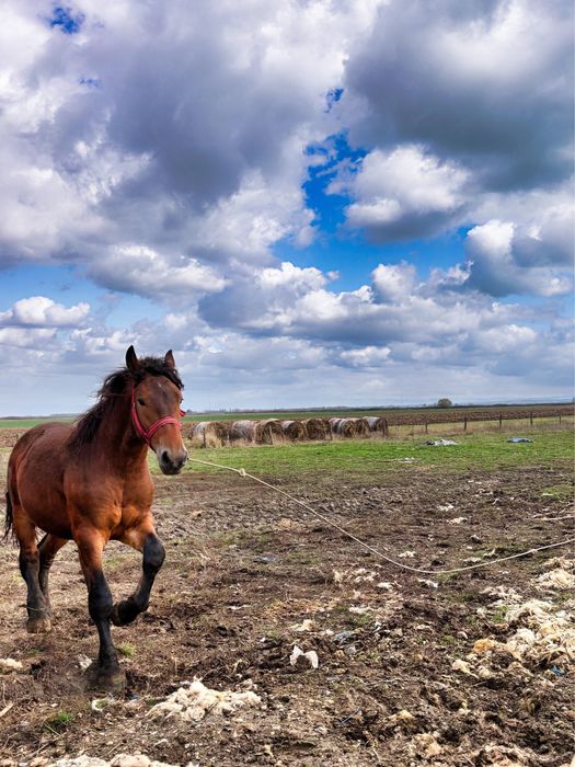 Vand manz de un an jumate