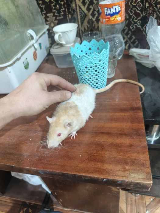 Продам крыс две породистые одна простая