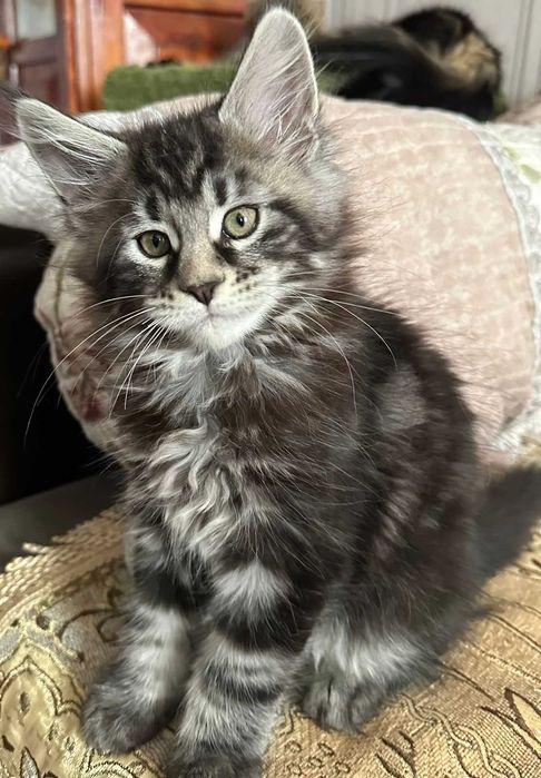 Мэйнкун  продажа клубных котят черный мрамор, можно через каспий