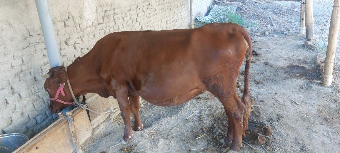 Gunojin bugoz sotiladi
