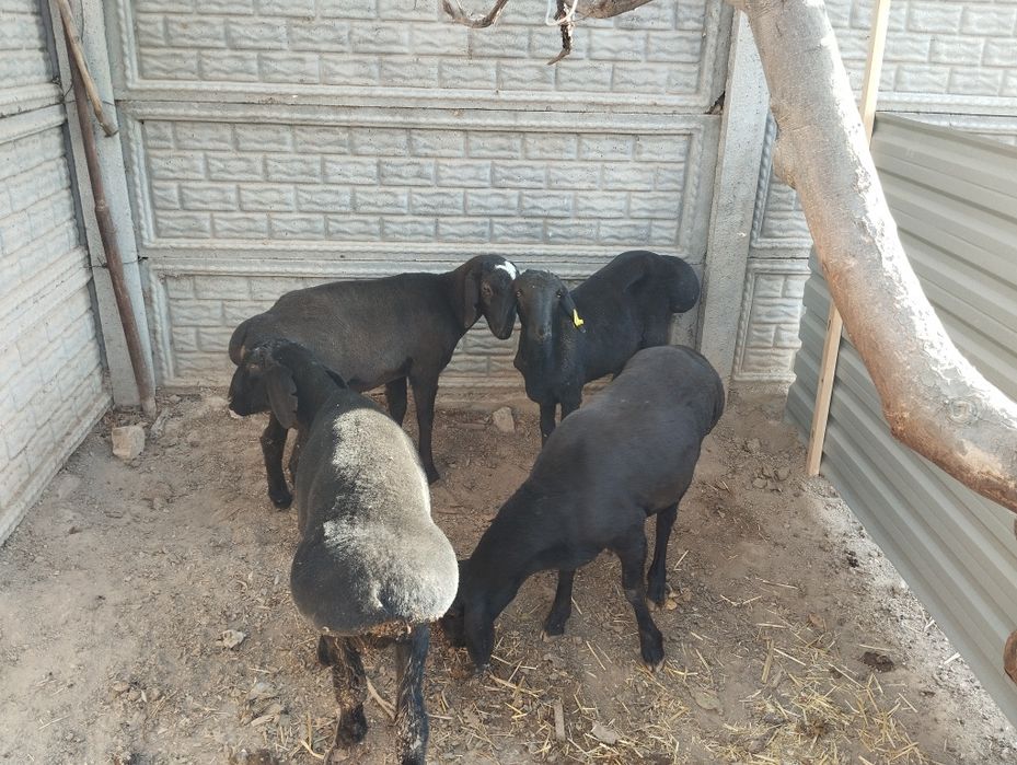 6 oyli soglom qochqorlar