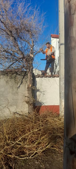 Taiere copaci toaletare frezare cioate