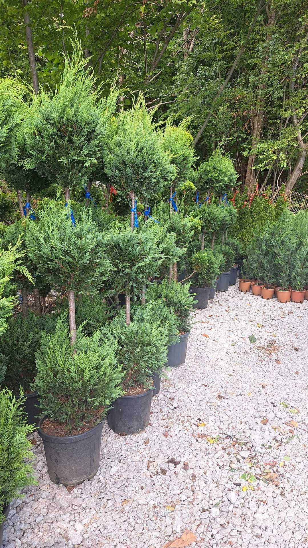 Buxus, pin, leylandi, spirală, pon pon, mesteacăn, tei