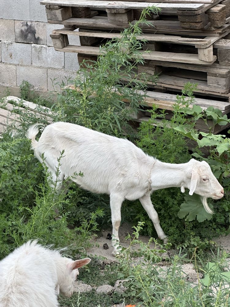 Лак и баласы(Коза и козленок)