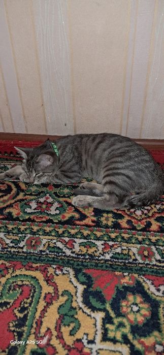 3 айлық сұр мысық. Еркек. 3 месячный серый кот.