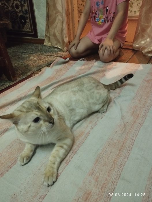 Бенгальский кот на вязку